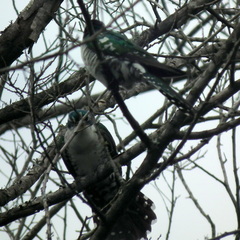 Chrysococcyx caprius