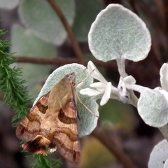Macroglossum trochilus