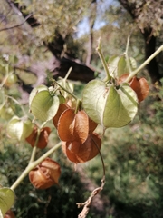 Physalis nicandroides