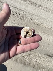 Architectonica nobilis