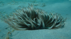 Heteractis