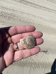 Architectonica nobilis