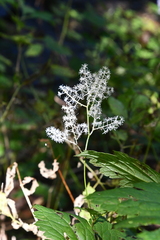 Actaea dahurica