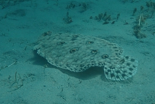 Fiveeye flounder (Pseudorhombus quinquocellatus) — Paralichthyidae