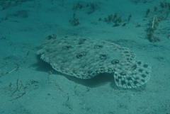 Pseudorhombus jenynsii