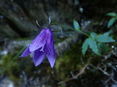 Adenophora morrisonensis