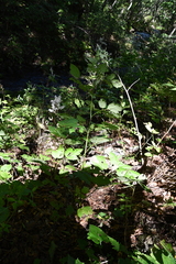 Actaea dahurica