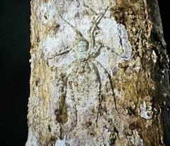 Pandercetes gracilis