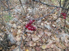 Ribes spicatum