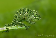 Chamaeleo zeylanicus