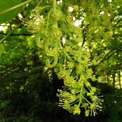 Acer pseudoplatanus