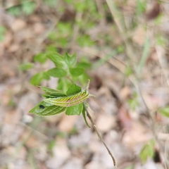 Hestina assimilis