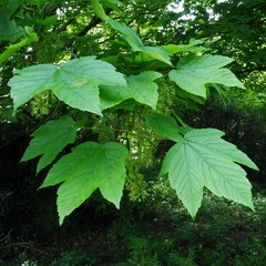 Acer pseudoplatanus