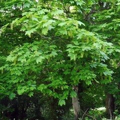 Acer pseudoplatanus