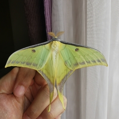 Actias sinensis