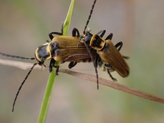 Chauliognathus flavipennis