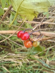 Solanum dulcamara