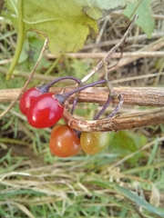 Solanum dulcamara