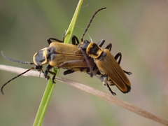 Chauliognathus flavipennis