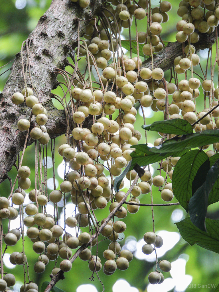 Rambai (Baccaurea motleyana) · iNaturalist