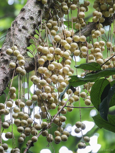 Baccaurea motleyana