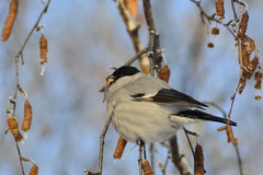 Pyrrhula pyrrhula cineracea