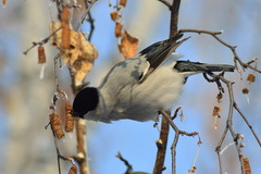 Pyrrhula pyrrhula cineracea
