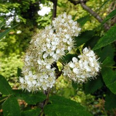 Sorbus aucuparia