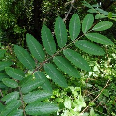 Sorbus aucuparia