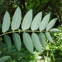 Sorbus aucuparia