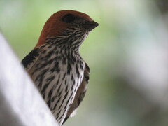Cecropis abyssinica