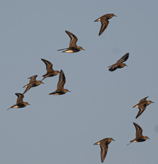 Calidris pusilla