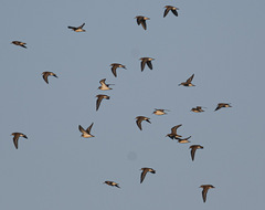 Calidris pusilla
