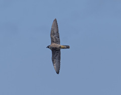 Falco peregrinus