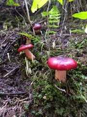 Russula