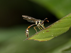 Eustenogaster micans