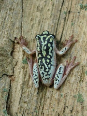 Hyperolius marmoratus marmoratus