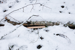 Phellinus laevigatus