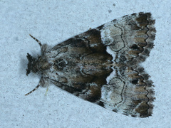 Alophosoma emmelopis