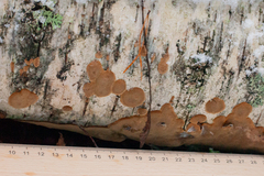 Phellinus laevigatus