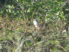 Chrysococcyx caprius