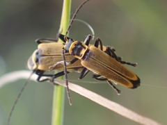 Chauliognathus flavipennis