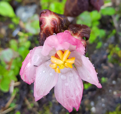 Podophyllum hexandrum