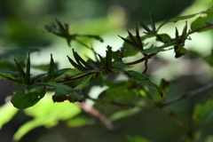 Weigela praecox