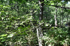 Weigela praecox