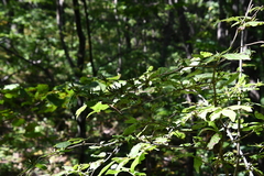 Weigela praecox