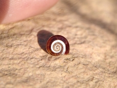 Pseudotachea splendida