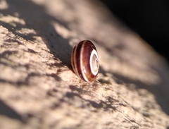 Pseudotachea splendida