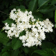 Sambucus nigra