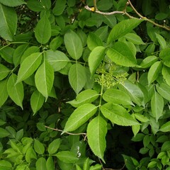 Sambucus nigra